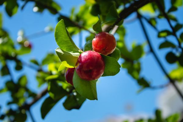 Cultivando Alegria: Como Plantar Árvores Frutíferas no Seu Jardim