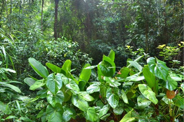 Mata Atlântica: Descobrindo a Majestade Verde desse bioma