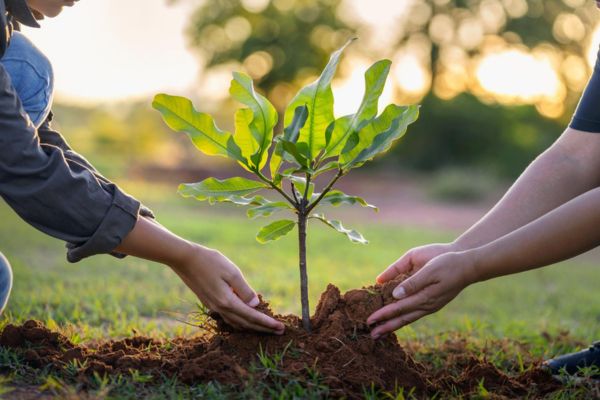 Reflorestamento: O Renascimento Verde para um Futuro Sustentável